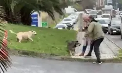 Köpek terörü devam ediyor: Dört köpek saldırdı