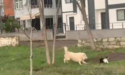 Bir vatandaş, ördeklere saldıran köpeğe farklı bir ceza verdi!