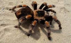 Rüyada tarantula görmek. Rüyada tarantulanın sizi ısırması.