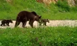 Bazı bağlar engel tanımaz! Engelli ayı ve ailesi 1 yıl sonra yeniden görüntülendi!