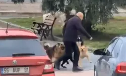 Sokak köpekleriyle vatandaşların başı dertte!