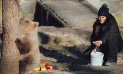 Koala mısın sen? Bozayı yavrusu, tırmandığı ağaçtan 10 gündür inmiyordu, yemek yemek için indi!