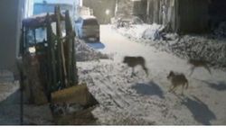 Kastamonu'da aç kalan kurtlar köye indi ve köpeklere saldırdı! (Videolu Haber)