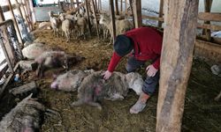 Kastamonu'da ahıra giren kurtlar 25 koyunu telef etti