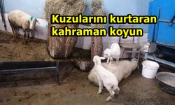 Kastamonu'da canı pahasına kuzularını koruyan koyun ölümden döndü!
