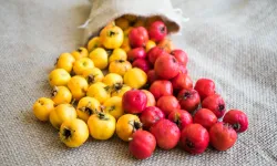 Kastamonu’da çok sevilir ve kalp sağlığı için birebir: Alıç meyvesinin faydaları nelerdir?
