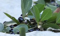 Kastamonu'nun sahil ilçesine servet kazandıracak: Defne değil resmen define