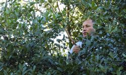 Kastamonu’da yeni gelir kapısı: Üretimi katlanarak artıyor