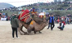 Bizde Sarımsak Festivali, onlarda da Deve Güreşi Festivali: 160 deve meydana çıktı!
