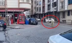 Hey yavrum hey! Hipodrom sanki: Atlar, sokaklarda gönüllerince dolaştılar!