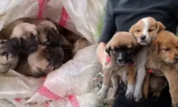 Bunu yapan, insan olamaz: 15 yavru köpeği çuvala koyup çöplüğe attılar!..