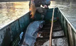 Balıkçılar, 2 metre boyunda 70 kilo ağırlığında balık yakaladı!