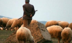 Yanı başımızda koyunlarını otlatmaya giden çoban ölü bulundu