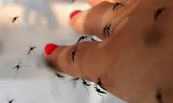 Havalar ısındı, kabus başlıyor: Sivrisinekler bu kan gruplarına bayılıyormuş!