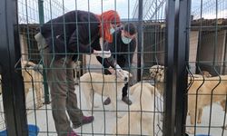 Kastamonu'da uyuşturularak ölüme terk edilen köpekler sağlığına kavuştu