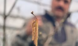 Fındık tanelerinin içi sıcak geçen kış nedeniyle boş kalabilir