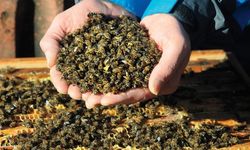 Arılar neden ölüyor? Cevabı Kastamonulu Ziraat Mühendisi Suat Musabeşeoğlu verdi