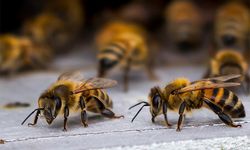Dünyamız tehlikede, arılara o hastalık sardı! Arısız yaşam olmaz!