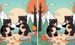 Ormanda oyun oynayan ayılar arasındaki 3 farkı 12 saniye içinde bulabilir misiniz? IQ'su yüksek olanlar bulabiliyor!