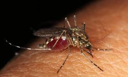 Sivrisinekler en çok hangi kan grubunu ısırıyor? İşte o kan grubu
