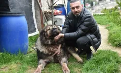 Korkunç olay: Çalamadığı köpeği pompalı tüfekle vurdu!