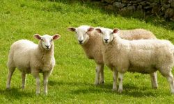 Kastamonu’da duyuruldu: Destek başvuruları başladı