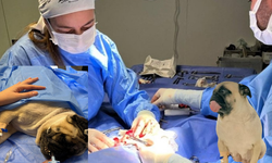 İdrar kesesinin yüzde 90'ı taşla kaplanan köpek Kastamonu'da yapılan operasyonla kurtarıldı!