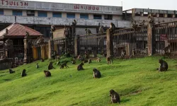 Bu ülkede maymunlar resmen şehri ele geçirdi!