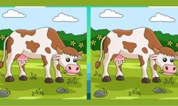 Zeki Kastamonulular, çayırda otlayan 2 inek arasındaki 3 farkı hemen bulur!