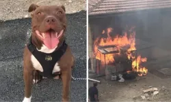 Pitbull cinsi köpeği ateşe verip yaktı!