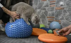 İşte obez kedi Şiraz’ın merak edilen zayıflama rutini