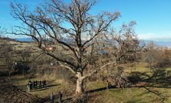 Kastamonu'daki asırlık fındık ağaçları koruma altına alındı