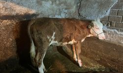 Kastamonu'da su kanalına düşen ineğin sahibi kulak küpesinden belirlendi