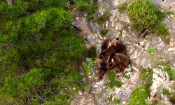 Anne boz ayı, yavruları ile kameraya yakalandı (Video haber)
