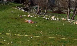 85 yaşındaki kadına 3 çoban köpeği saldırdı: Kadın öldü!