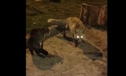 Taşköprü'de tilki ile kedinin yemek kavgası! Tilki, kedinin gazabına uğradı! (video haber)