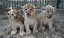 Dünyaya yeni geldiler: Anne babalar, çocuklarınızı aslan yavrularını görmeye götürün bayılırlar!