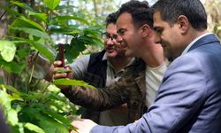 Kastamonu'nun ilçesinde kestane ormanlarına 'Torymus sinensis' böceği salındı