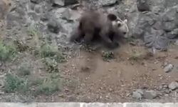 Kastamonu'da şantiyeye giren ayı kamerada (görüntülü haber)