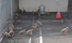 Tokat'ta kene avcısı keklik ve sülünler doğaya salınmak üzere yetiştiriliyor