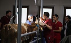 Kastamonu'da büyükbaş hayvanlar ameliyat edilerek sağlığına kavuşturuluyor!