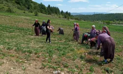 Taşköprü'de kene ile mücadele ediliyor!