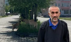 Kastamonu'da sokak köpeklerinin saldırdığı adam son anda kurtuldu!