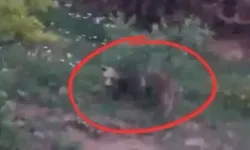 Kastamonu'da ayılar ortaya çıkmaya başladı