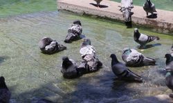 Amasya'da sıcaktan bunalan güvercinler süs havuzunda serinledi