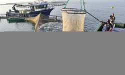 Doğal liman kenti Sinop'ta, geçen yıl 27 bin ton Türk somonu üretildi