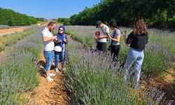 Karabük ve Sakarya'da çiçek açan lavanta bahçeleri ziyaretçilerini ağırlıyor