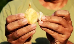 Adı Gibi Devasa Fil Sarımsağı: “Taşköprü Sarımsağına Rakip Olamaz!”