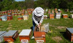 Kastamonu’da gezginci arıcılıkta yeni dönem