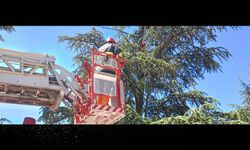 Kastamonu'da belediye çalışanı ağaca çıkıp canına kıymak istedi!
